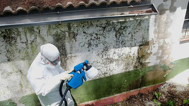 Top rated local Mold Remediation specialists in Medinah, IL